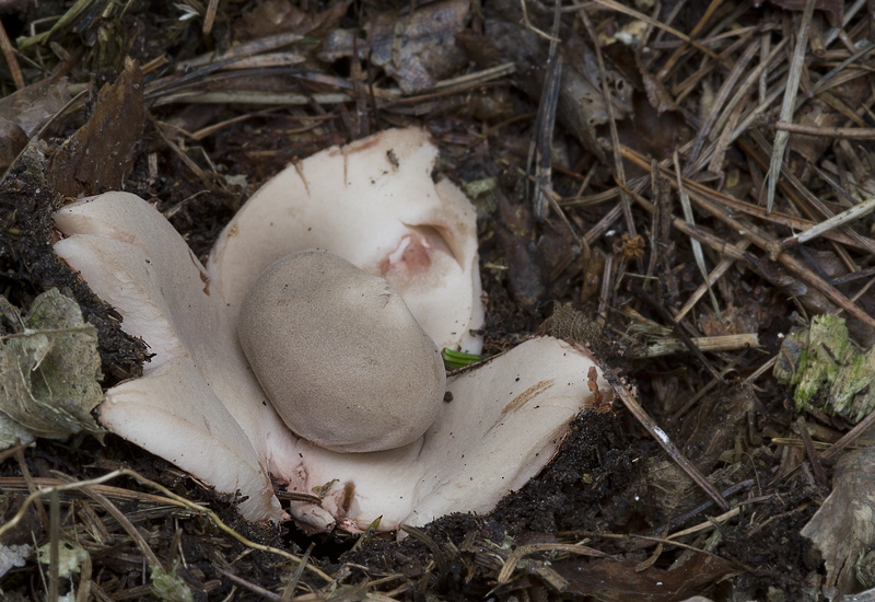 Geastrum rufescens